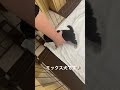 柴チワちゃんをお迎えしました🐶