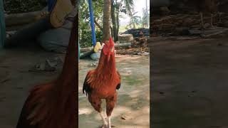 #கானும்  பொங்கல் #funny #shortsvideo #கோழிகிண்டல் #terdingvideo #youtubeshorts #tamilshorts