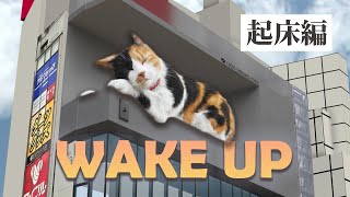 新宿東口の猫『起床編』（SHORT FILMSシリーズ④）