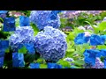 hydrangea flower hd1080p