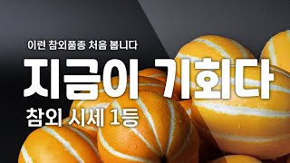 더기반-누리꿀참외 재배기술 장단점을 알고나니 고온기에는 더 좋아지네.