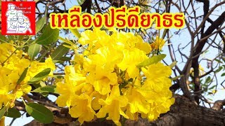 เหลืองปรีดียาธร - ต้นไม้มงคล (Tree of Gold) บานเหลืองอร่ามทั่วเมืองโคราช