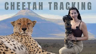 Tracking Wild Cheetahs on Foot in South Africa | Real Wildlife Conservation Adventure