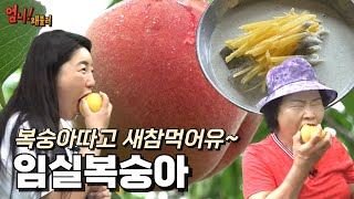 엄니랑 [임실복숭아] 따고 복숭아 콩국수 먹기🍑