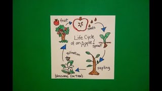 Let's Draw the Life Cycle of an Apple!