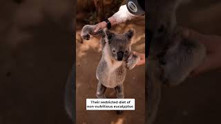 Koalas are adorable, but they are extremely stupid.