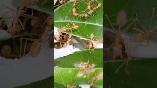 ant house.পিঁপড়া বাড়ি।#animals #insects #nature #beautiful #youtube #amazing @naturesiaa.