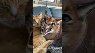 Caracal Pumba Hissing and Growling : Floppa #shorts