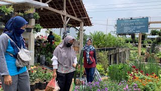 Nang toko tanaman Baran Bandungan golek kembang murah murah 😱