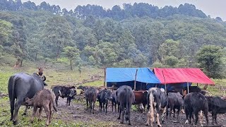 The Himalayan Villagers Life || Daily Activities of Mountain Shepherds And Villagers In Nepal