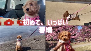 葛西臨海公園に出かけてみた！こあみ、初めての体験たくさん！春満喫⁈🐶