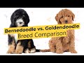 Bernedoodle vs. Goldendoodle 🐶 Breed Comparison 🐶