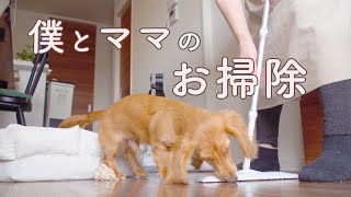 【ミニチュアダックスフンド】僕とママのお掃除