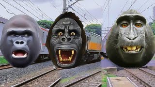 WOOOW EDIANNN!!! ADA KERETA API JADI 2 GORILLA GILLA VS MONGKEY TERSENYUM MANIS😍🥰