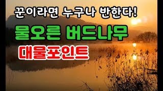 200325 물오른 버드나무 대물 포인트 붕어낚시