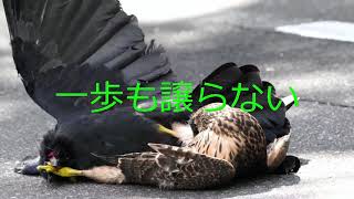 オオタカとカラスの大喧嘩！！