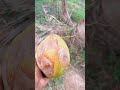 💥🤯 தென்னையில் முதல் முறையாக பறித்த அதிஷ்ட தேங்காய் 😨 agro gardening gardentour coconut agri