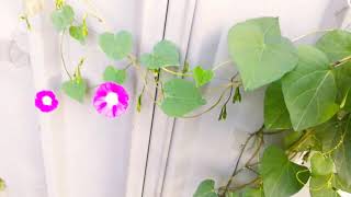 Ipomoea tricolor - Scarlett O'hara (Fast-Growing Vine)