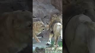 メスに脅かされるオスライオン💗ガオウ #ライオン#怒る#天王寺動物園