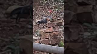 அப்போ உன் புருஷன் மேல கவனத்தை செலுத்து🤣🤣 #funnyvideo #funny_chicken #trending #youtubeshorts #funny