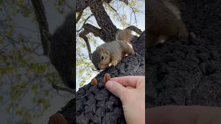 Will he or Wont he with Chubby Boy the Squirrel #animals #games #fun #reaction #food #reels #fyp #yt