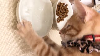 【保護猫】子猫の水の飲み方が独特で困ってます