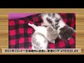 【生まれたて】可愛い猫ちゃん2匹がやってきました💕【香川県は殺処分ワースト】