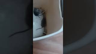The Finish! Few peeps asked what I did to rats from previous video see  https://youtu.be/VV2bgMmt3tM