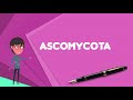 what is ascomycota explain ascomycota define ascomycota meaning of ascomycota