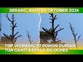 TOP WORKING 97 POHON TUA DURIAN LOKAL GANTI DENGAN OCHEE | Part 1