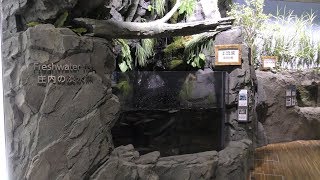 加茂水族館の魚たち (鶴岡市立 加茂水族館) 2019年4月10日