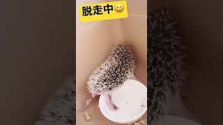 ハリネズミの赤ちゃん22日目👶🦔目が開いて脱走しまくり😄