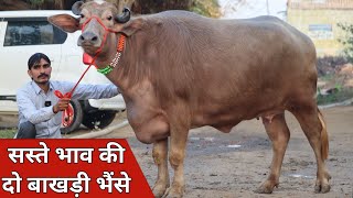 सस्ते भाव की दो बाखड़ी भैंसे, एक ही जगह बिक्री के लिए उपलब्ध | Jiya Dairy Farm (9817376173)