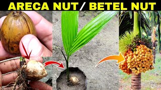 How To Grow Areca From Seed | Grow Betel Nut Tree From Seed | Supari kaise grow kare bich se