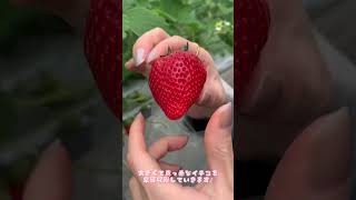 【いちごガーデン】山形県寒河江市でいちご狩りを楽しもう🍓(6月上旬まで) #山形県 #おすすめグルメ #グルメ #山形いちご狩り#寒河江市 #寒河江#山形観光#恋みのり#とちおとめ