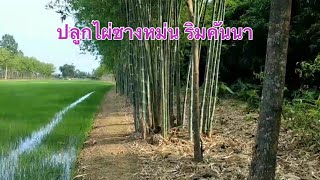 ปลูกไผ่ซางหม่น รอบคันนา