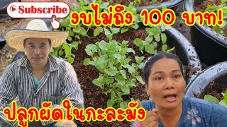 งบไม่ถึง 100 บาท! ปลูกผักในกะละมัง | พี่อ๋อ วิถีชาวบ้าน