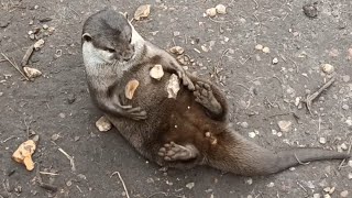 Otter Juggles Rocks