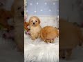 ティーカッププードル予想の子犬ちゃん達♡とっても可愛い★彡