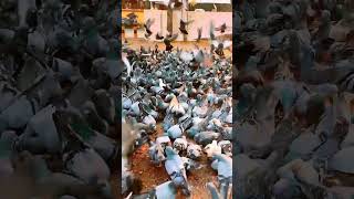 PIGEON. Thirumala Devaswom Temple Ernakulam #thirumala