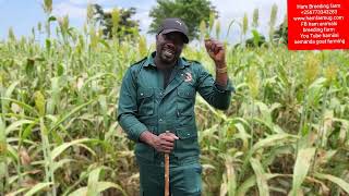 How to produce a low cost silage kilo at 50 shillings (feeding  of animals )