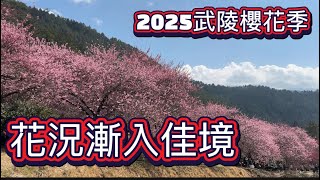 2025武陵櫻花季花況漸入佳境2025/02/22