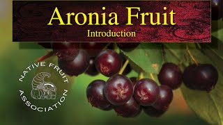 Aronia Fruit • Introduction