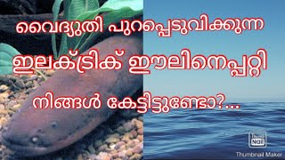 Electric Eel in Malayalam | വൈദുതി പുറപ്പെടുവിക്കുന്ന ഇലക്ട്രിക് ഈലിനെപറ്റി നിങ്ങൾ കേട്ടിട്ടുണ്ടോ?..