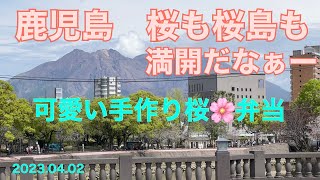 2023.04.02 鹿児島　桜🌸も桜島も満開です　お天気も良く（甲突川沿い花見最高)【可愛い綺麗な手作り桜🌸弁当】桜島も喜んで噴火