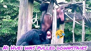 Ni Huei was pulled downstairs🤣|Chimpanzee Daily|Taipei zoo