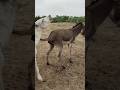 Donkeys#animals #shortsfeed #youtubeshorts