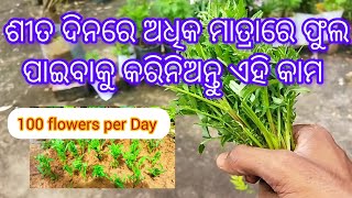 ଦିନକୁ ପାଇବେ ଶହେ ରୁ ଅଧିକ ଫୁଲ || How to get 100and more flowers in your garden during winter🌹🌹🌹🌹🌹