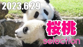 【桜桃♥Selection】激可愛♥ いまとなっては激レア映像で癒される🐼 アニマルセラピー♥ Ouhin Touhin Selection Broadcast 2023年6月29日