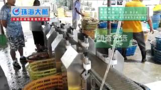 Oyster sorting and grading machine from dahang automation factory